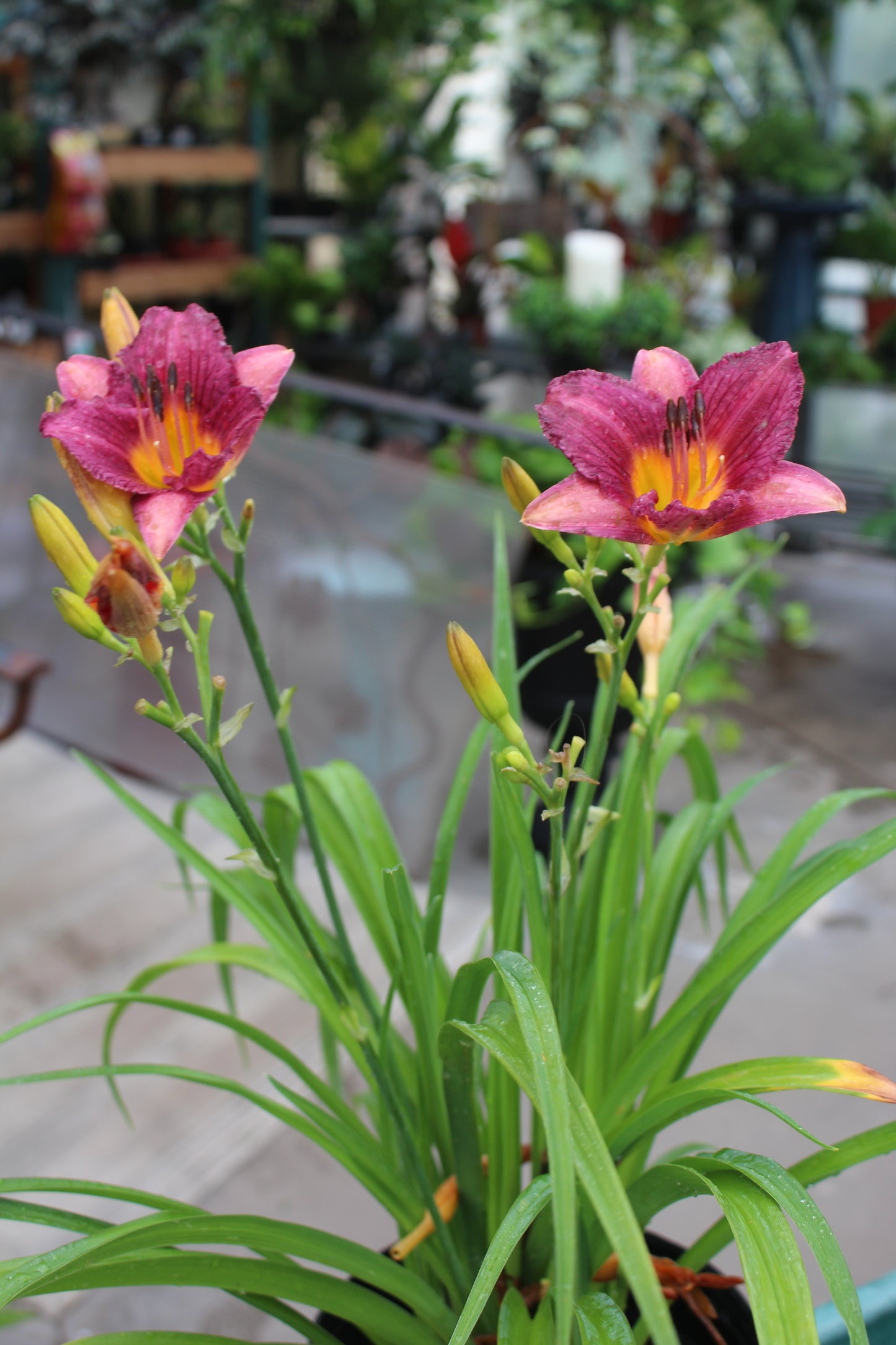 Hemerocallis Purple DOro 1g