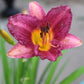 Hemerocallis Purple DOro 1g