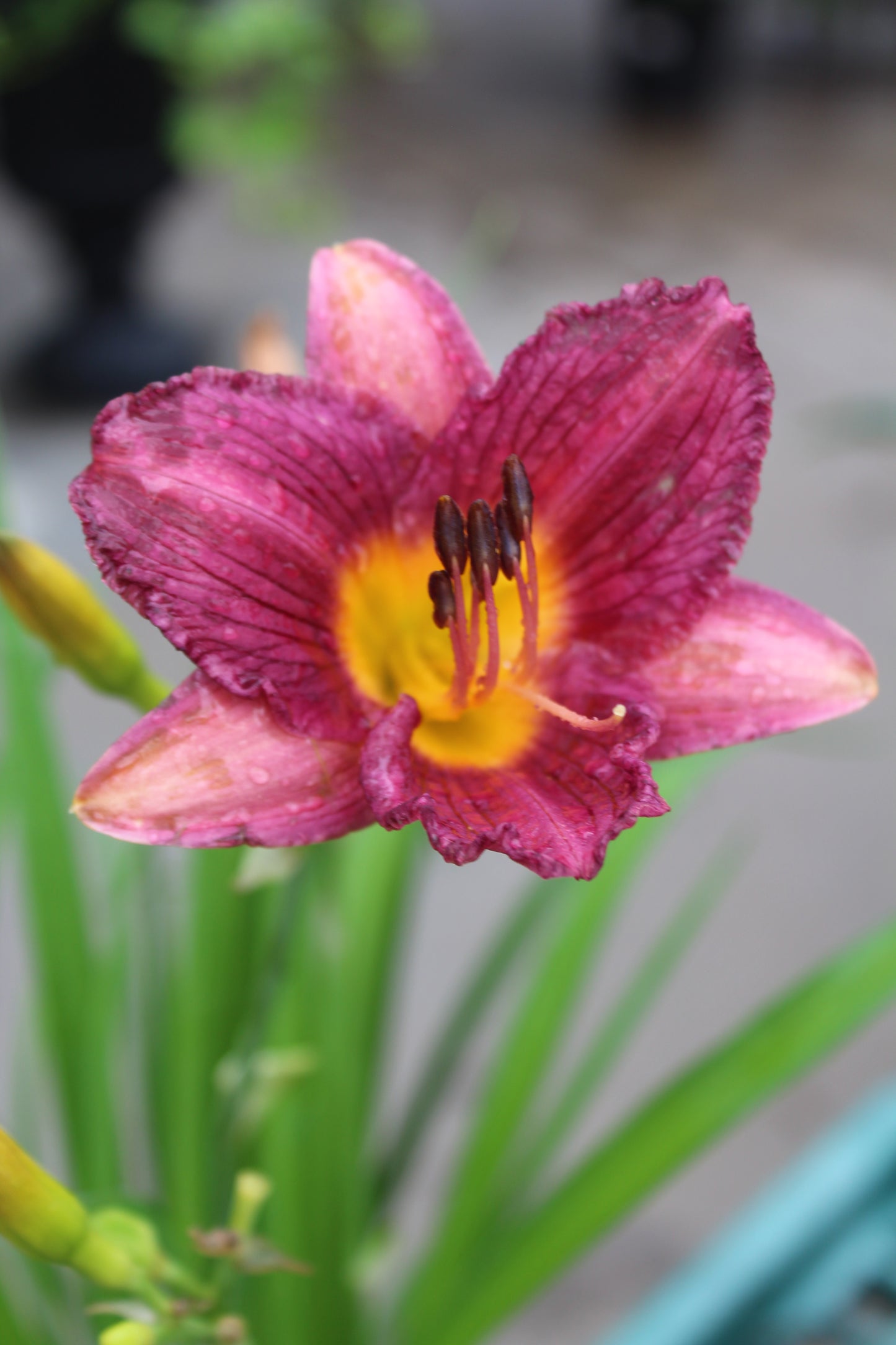 Hemerocallis Purple DOro 1g