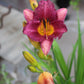 Hemerocallis Purple DOro 1g