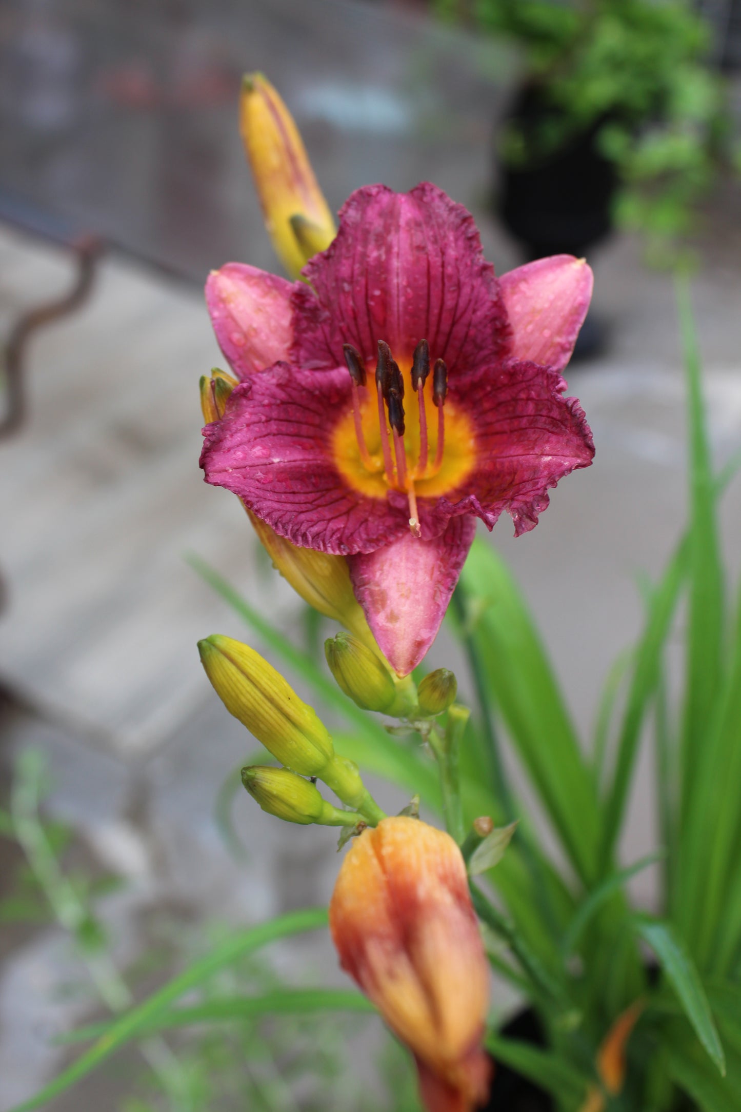 Hemerocallis Purple DOro 1g