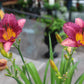 Hemerocallis Purple DOro 1g