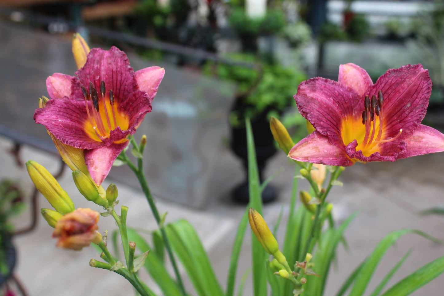 Hemerocallis Purple DOro 1g