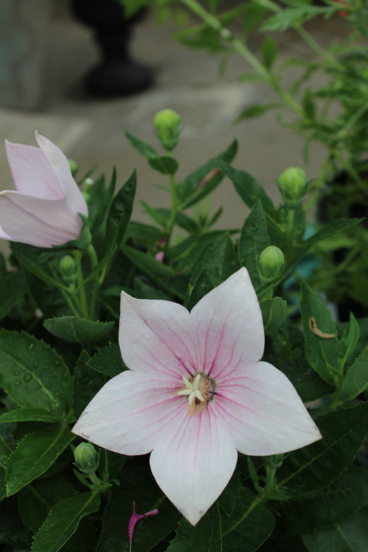 Platycodon Astra Pink 1g