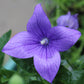 Platycodon Astra Blue