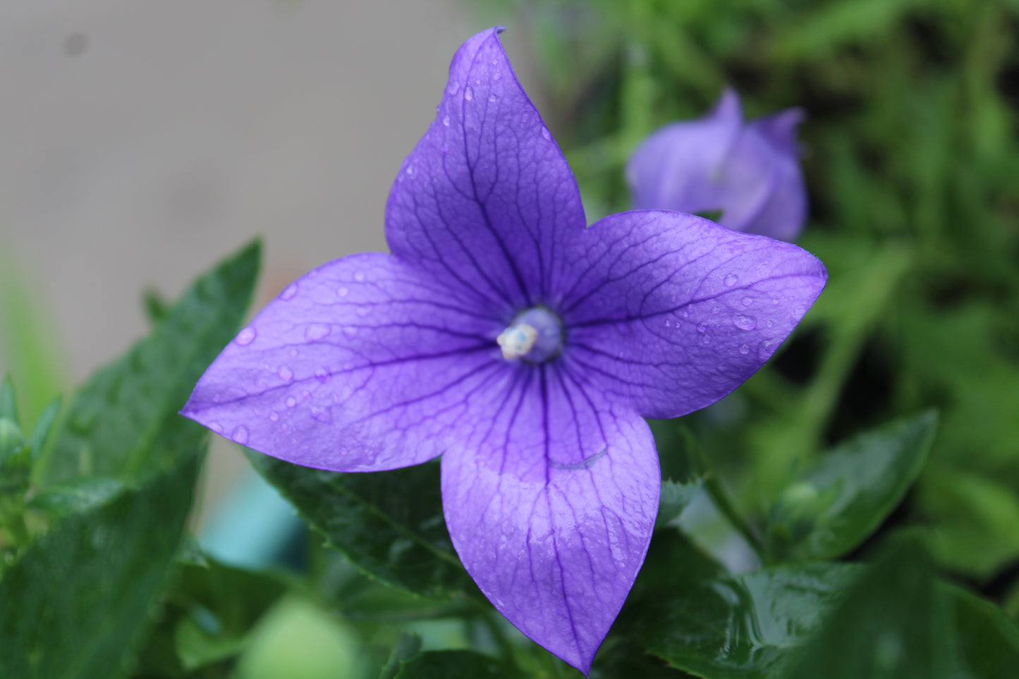 Platycodon Astra Blue