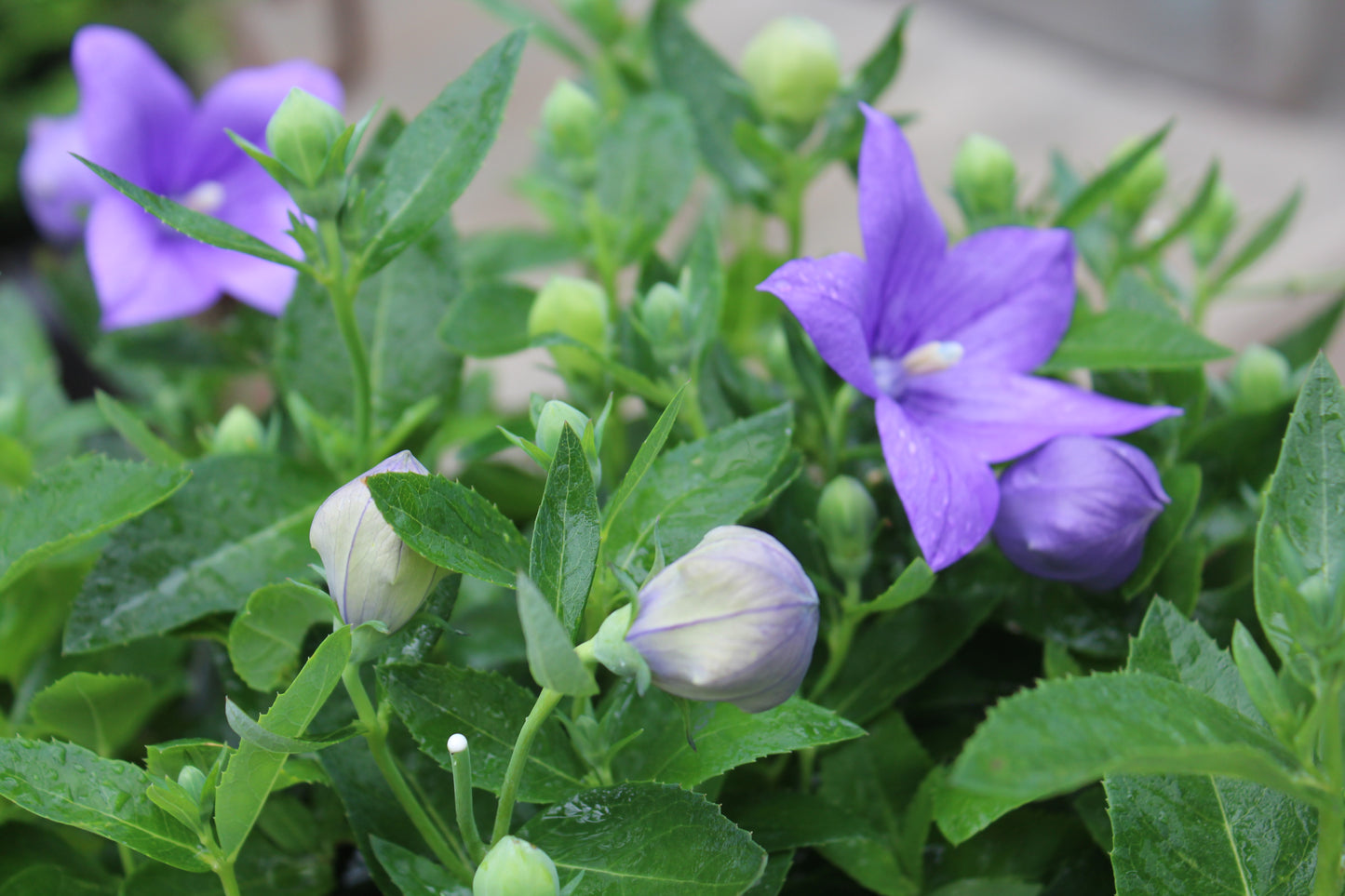 Platycodon Astra Blue