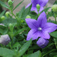 Platycodon Astra Blue