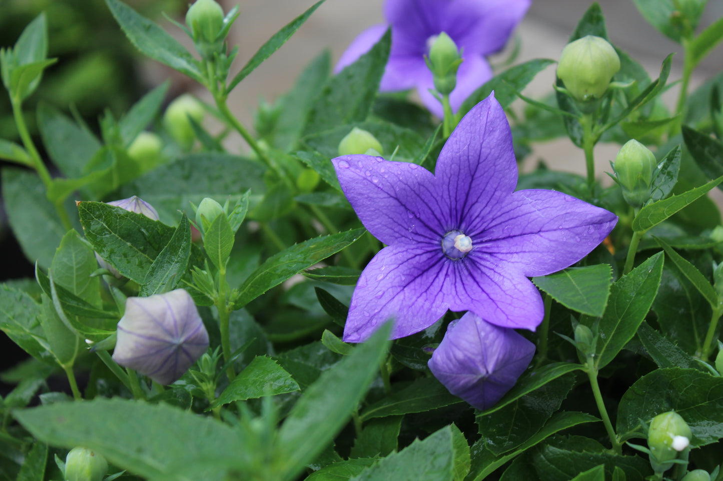 Platycodon Astra Blue