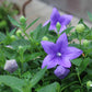 Platycodon Astra Blue