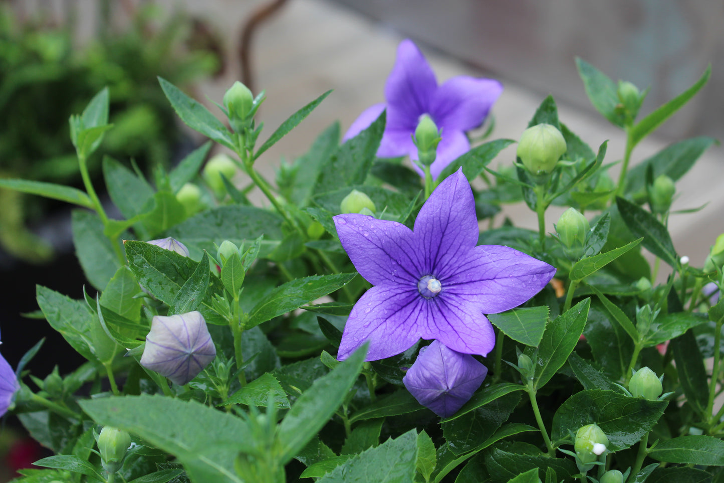 Platycodon Astra Blue