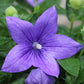 Platycodon Astra Blue