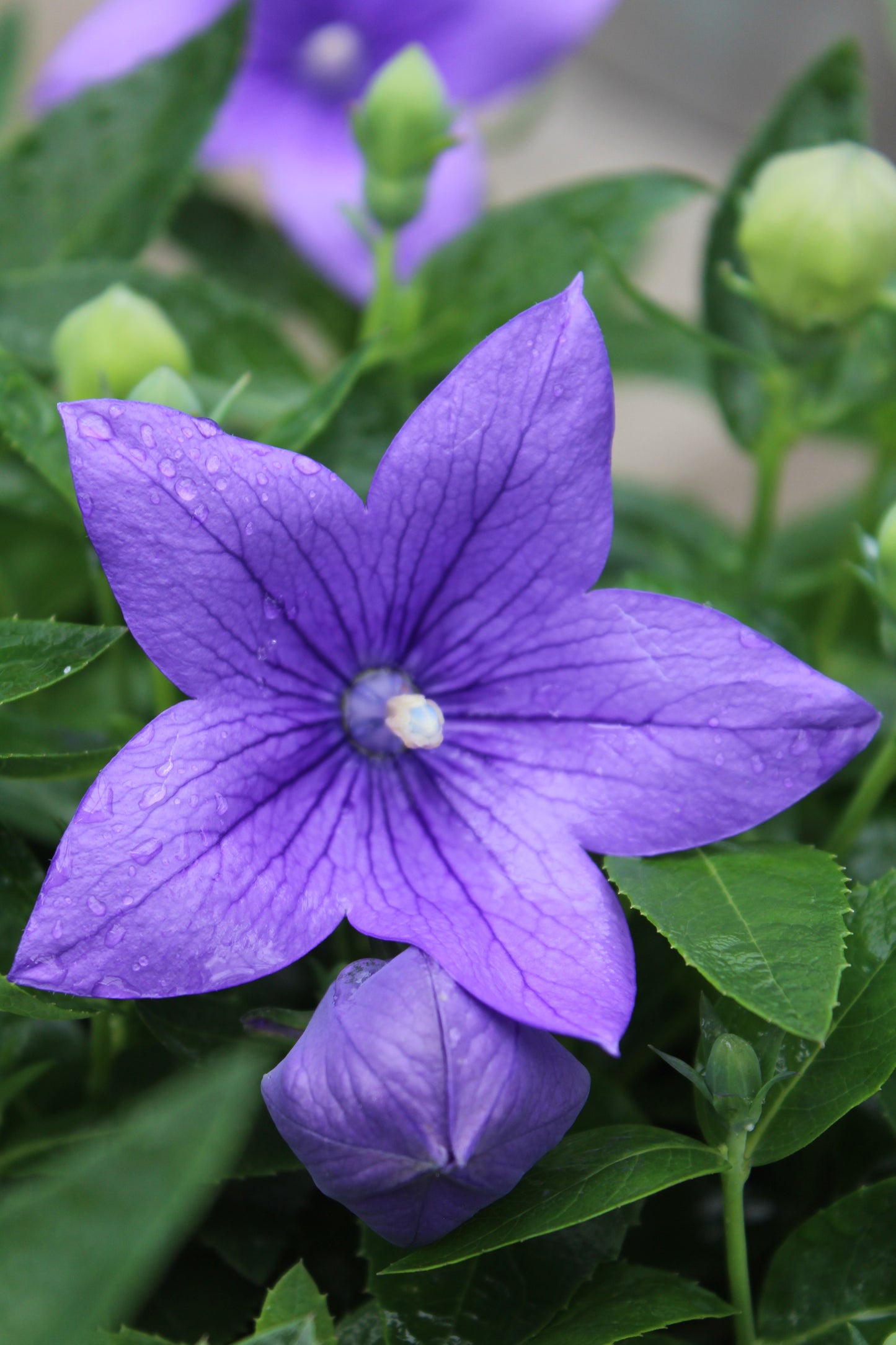 Platycodon Astra Blue