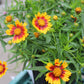 Coreopsis Daybreak 1g