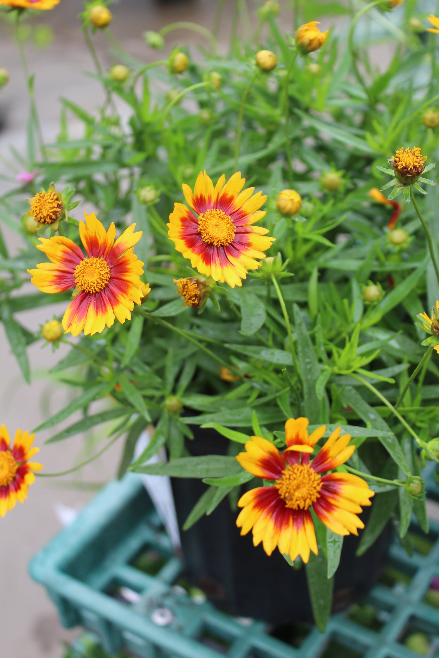 Coreopsis Daybreak 1g