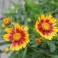 Coreopsis Daybreak 1g