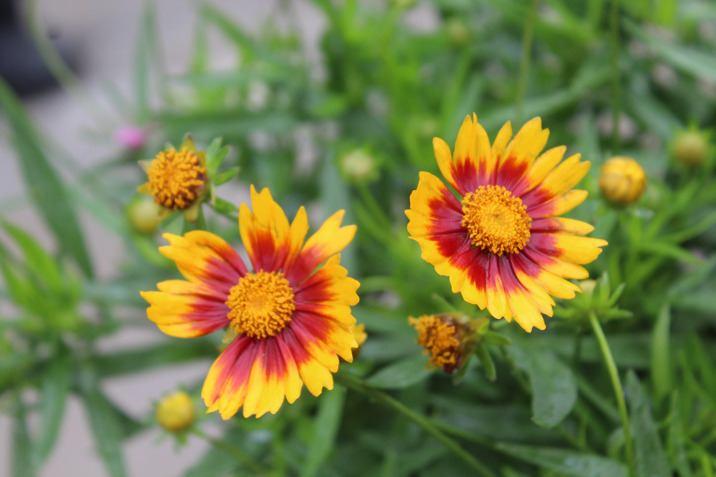 Coreopsis Daybreak 1g