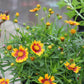 Coreopsis Daybreak 1g