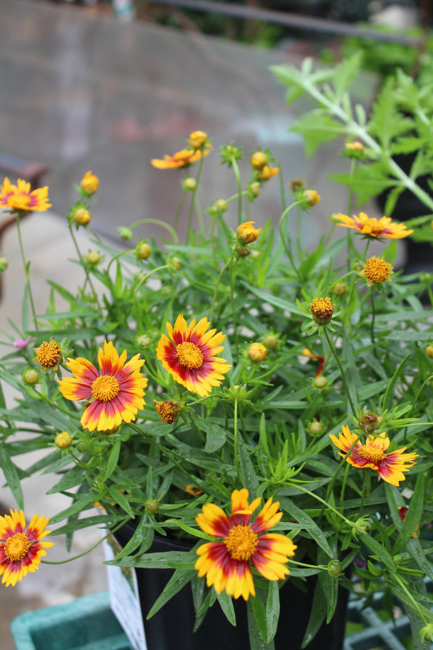 Coreopsis Daybreak 1g