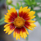 Coreopsis Daybreak 1g