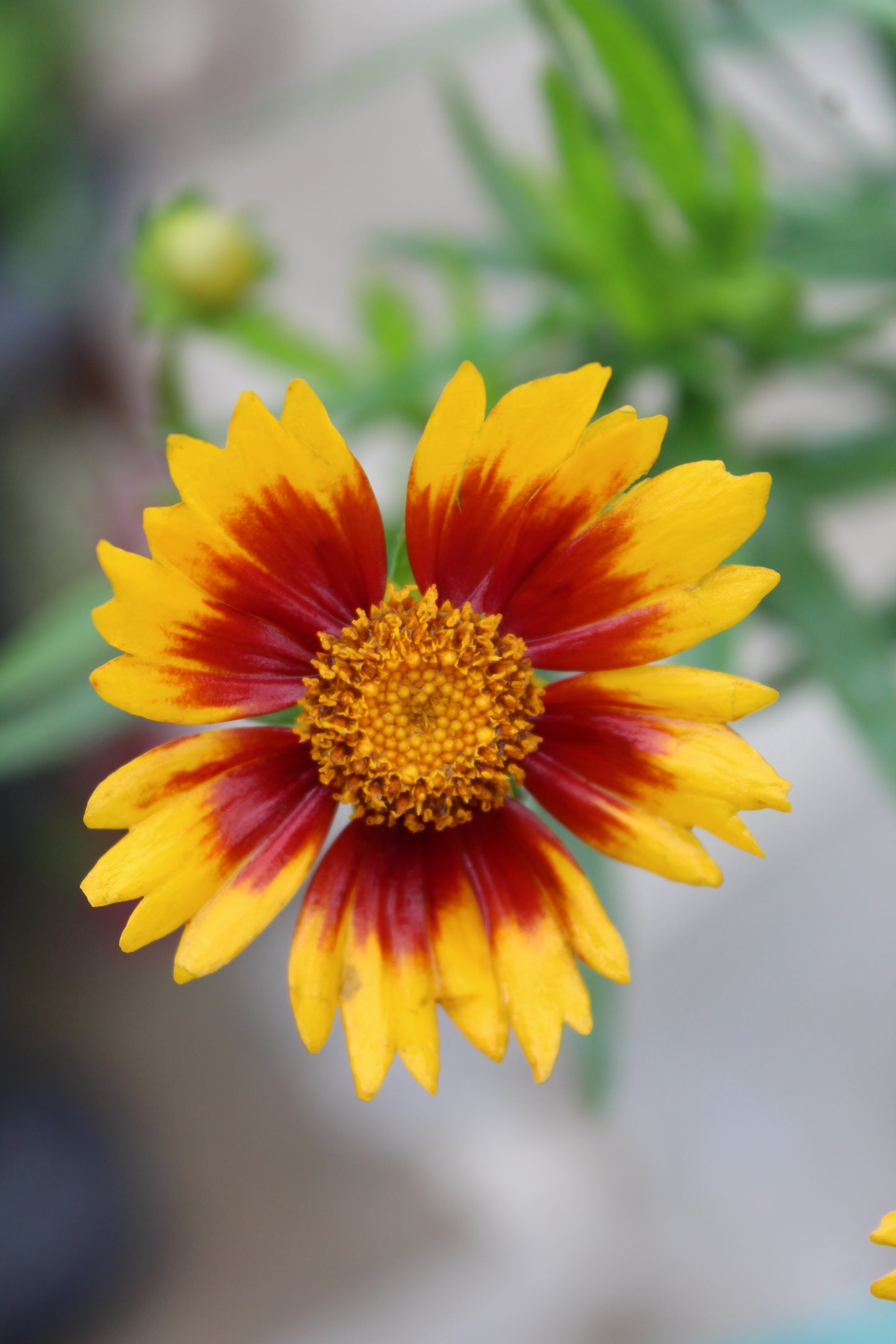 Coreopsis Daybreak 1g