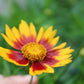 Coreopsis Daybreak 1g