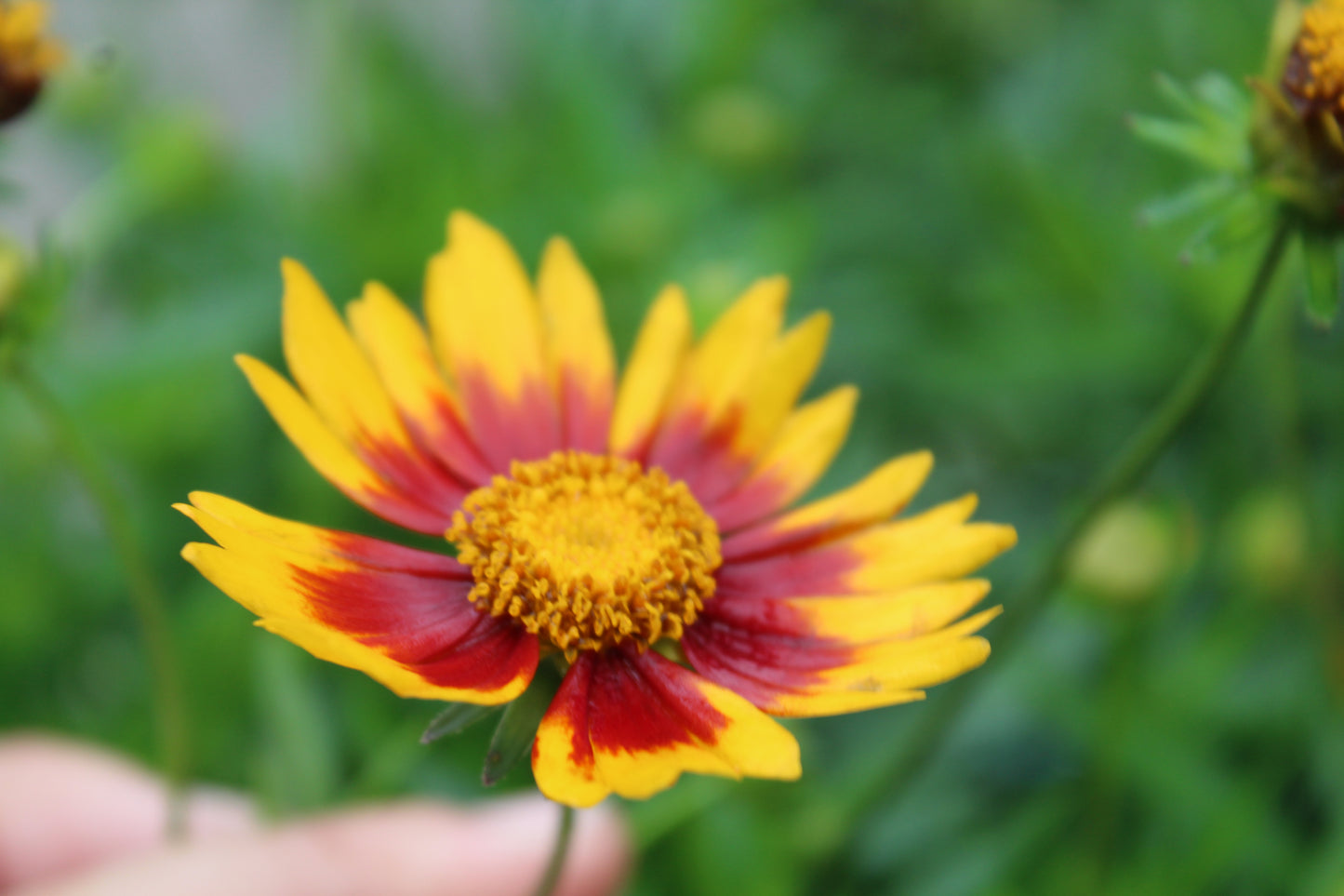 Coreopsis Daybreak 1g