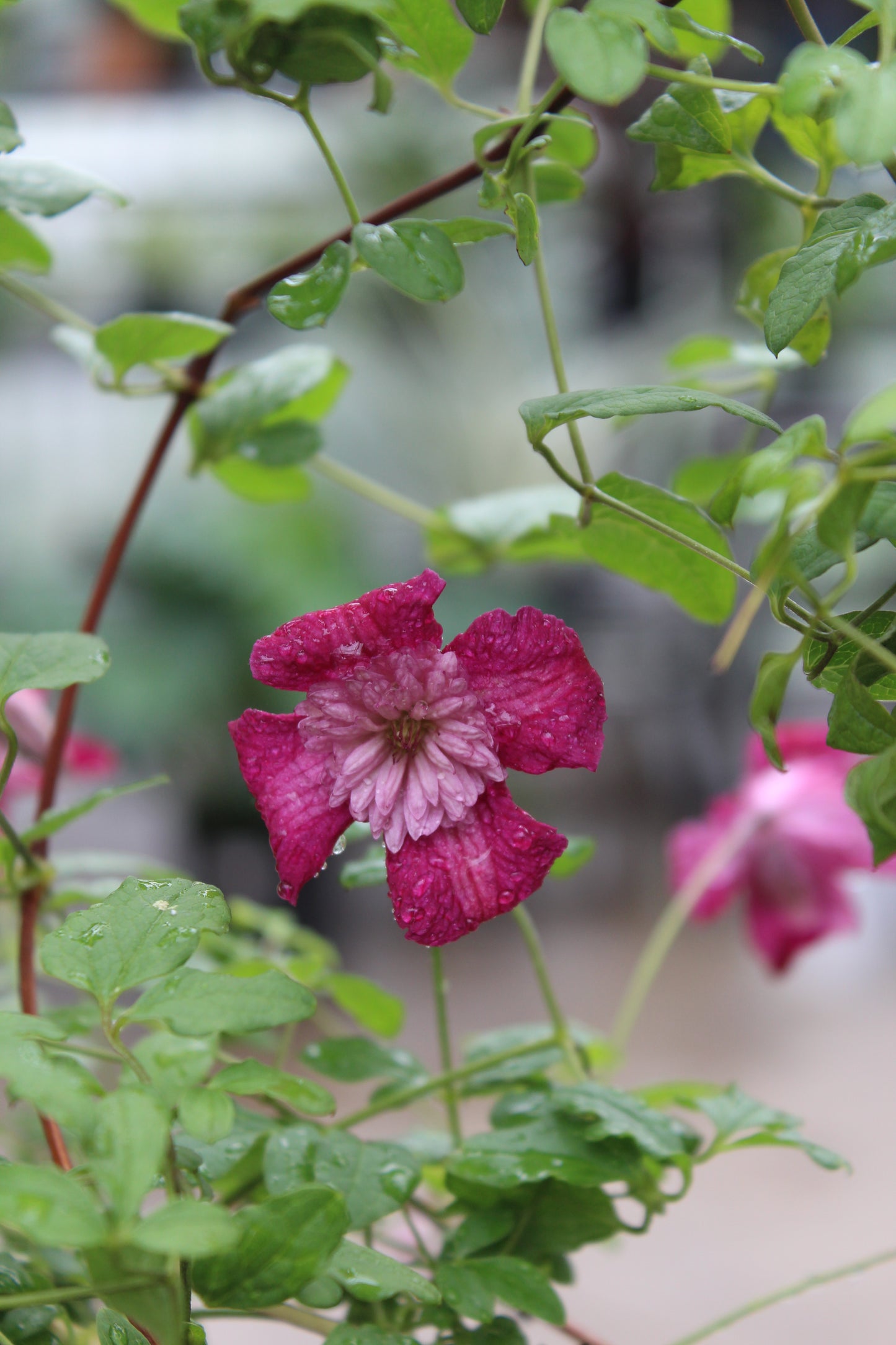 CLEMATIS viticella Avant-Garde 1g