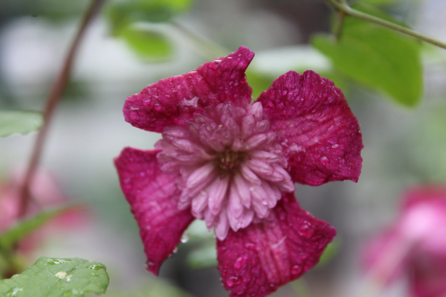 CLEMATIS viticella Avant-Garde 1g