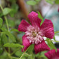 CLEMATIS viticella Avant-Garde 1g