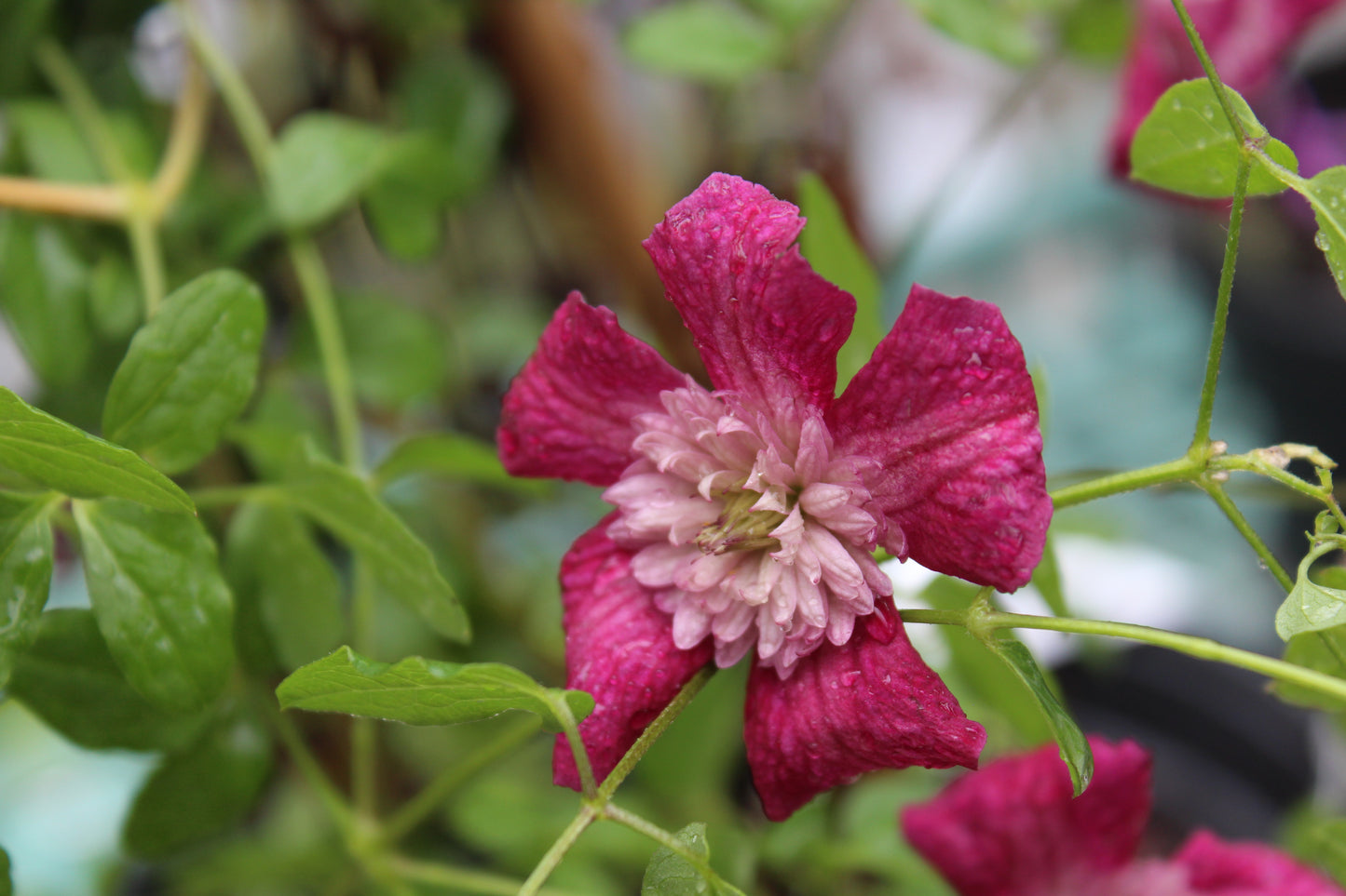 CLEMATIS viticella Avant-Garde 1g