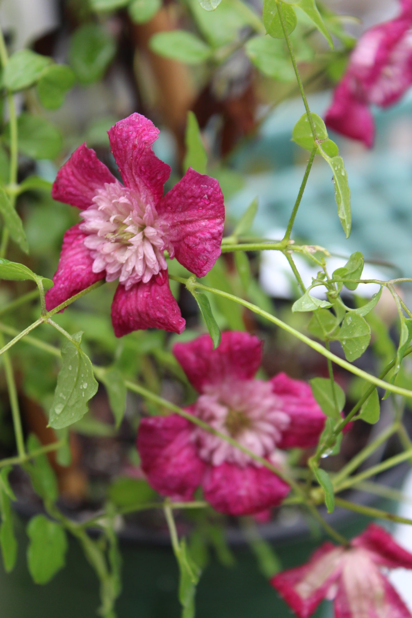 CLEMATIS viticella Avant-Garde 1g