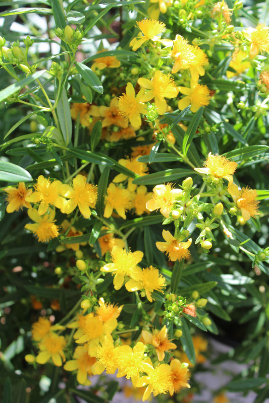 HYPERICUM X `SUNNY BOULEVARD2g