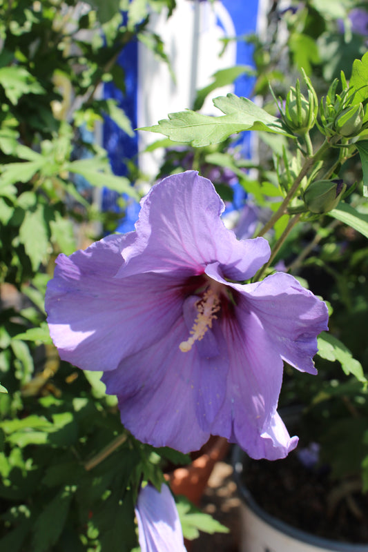 HIBISCUS PARAPLU VIOLET 3g