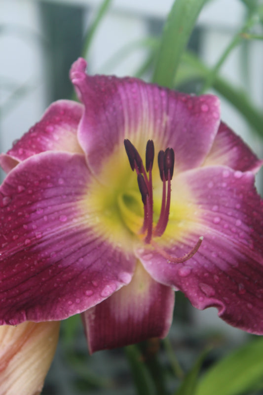 Hemerocallis Water Dragon 1g