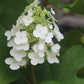 HYDRANGEA QUE. `ALICE` ,2