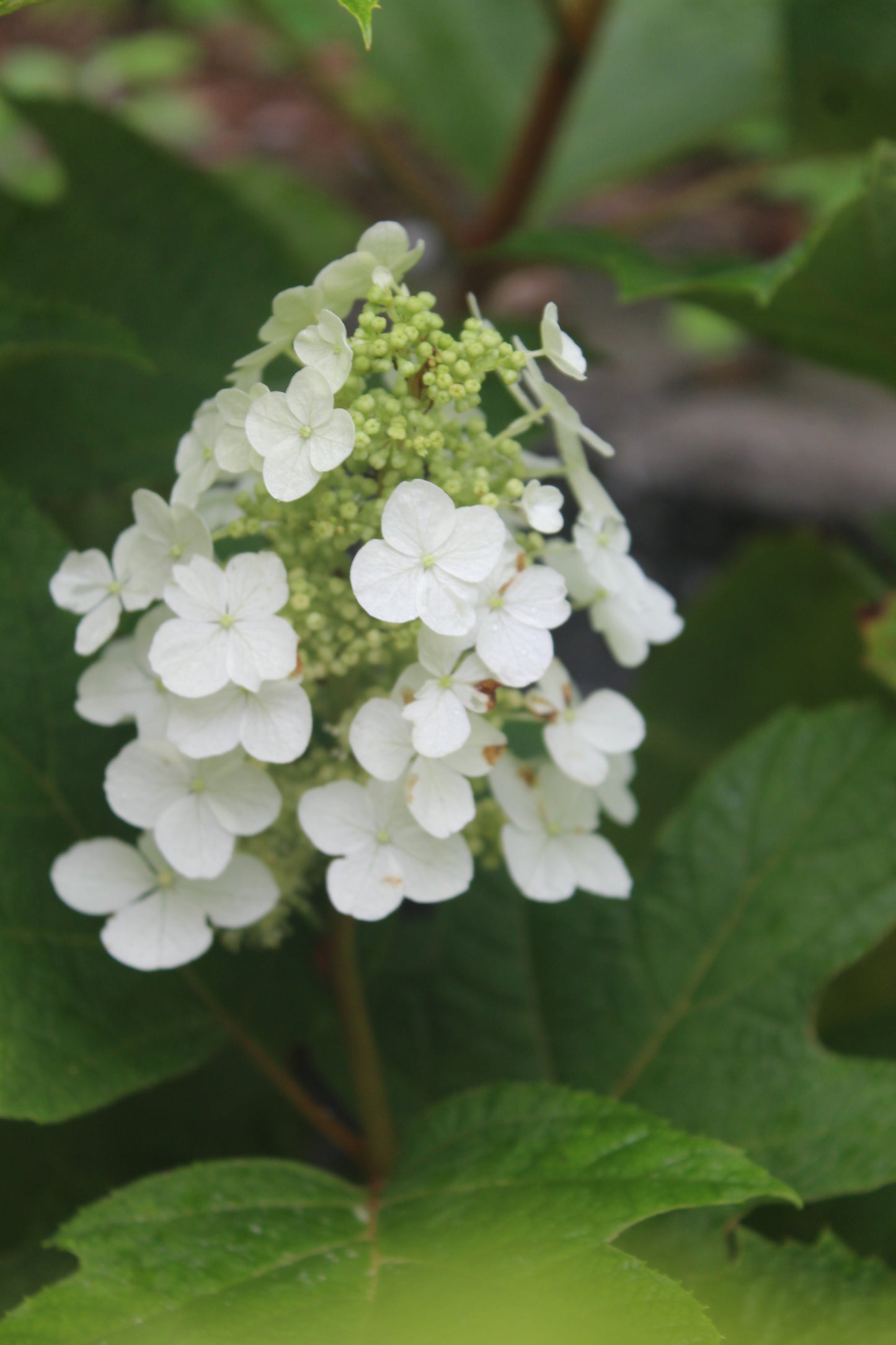 HYDRANGEA QUE. `ALICE` ,2