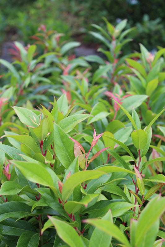 LEUCOTHOE AXILLARIS `SQUIRT 2g