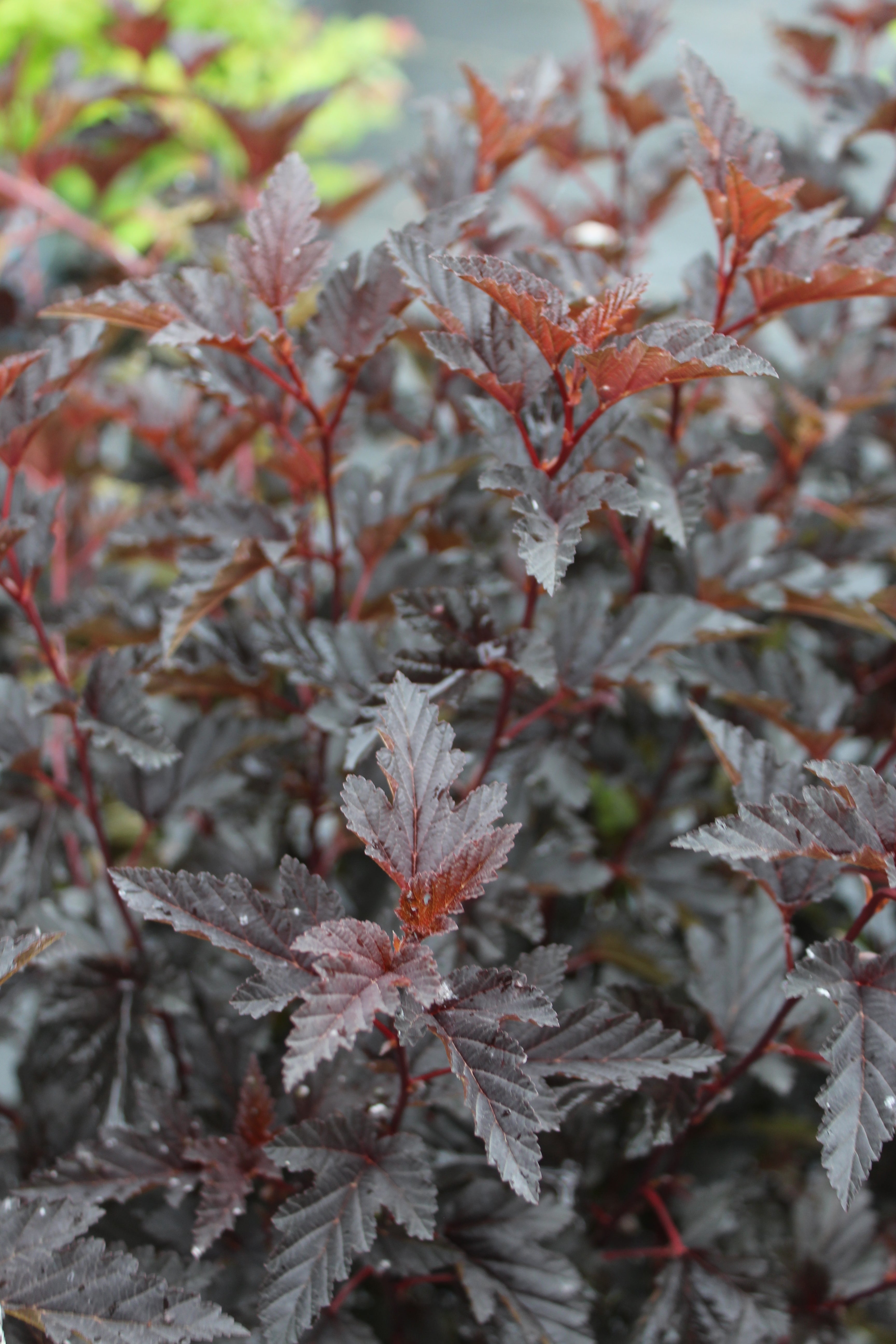 PHYSOCARPUS OP. `PANTHER 2g – Bosco's Garden Center