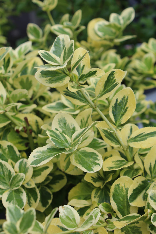 EUONYMUS FORT `GOLD SPLASH`