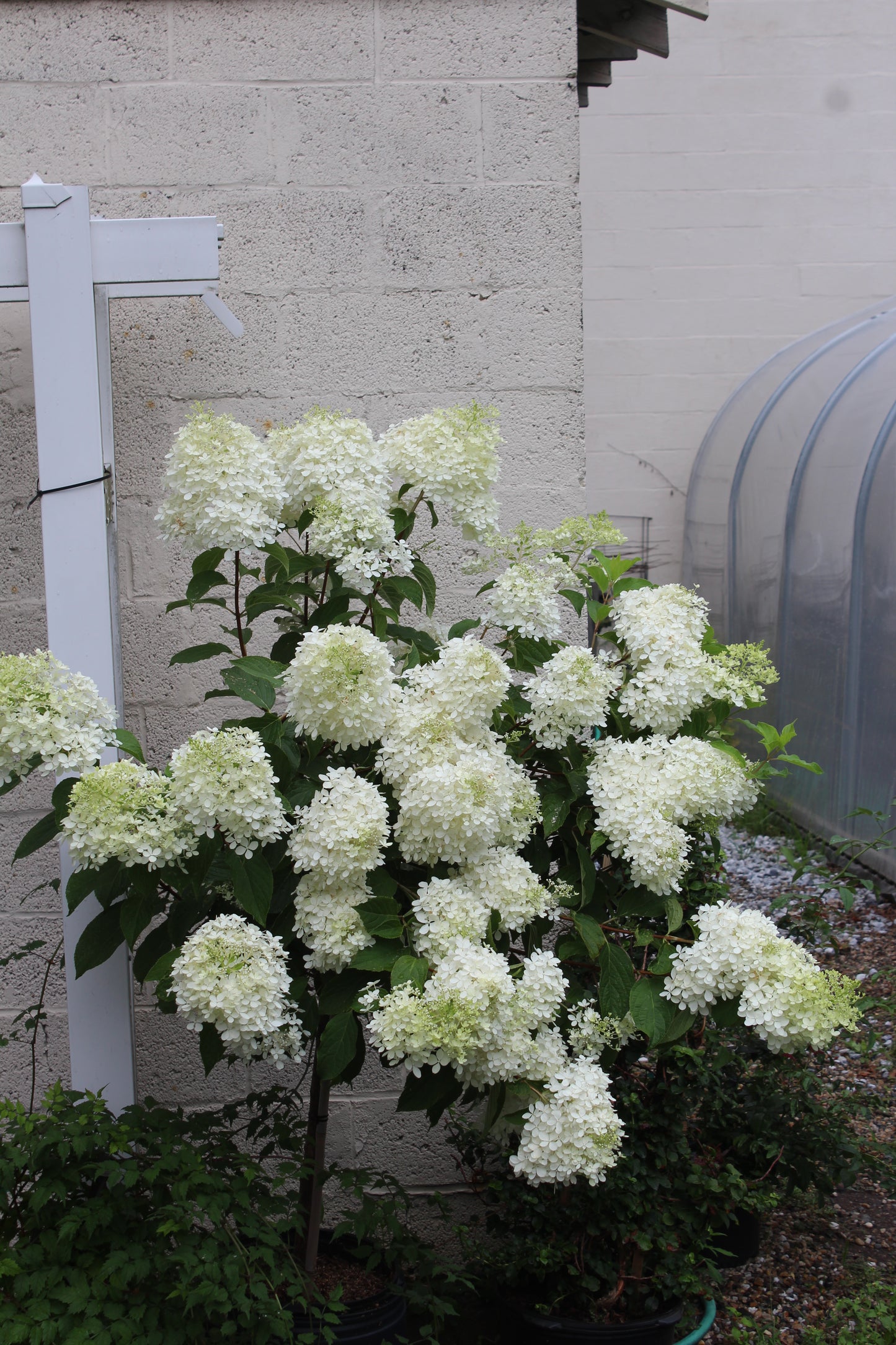 HYDRANGEA PAN. `PHANTOM` TREE 7g