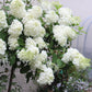 HYDRANGEA PAN. `PHANTOM` TREE 7g