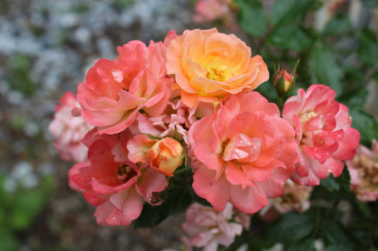 ROSA `DRIFT PEACH 2g