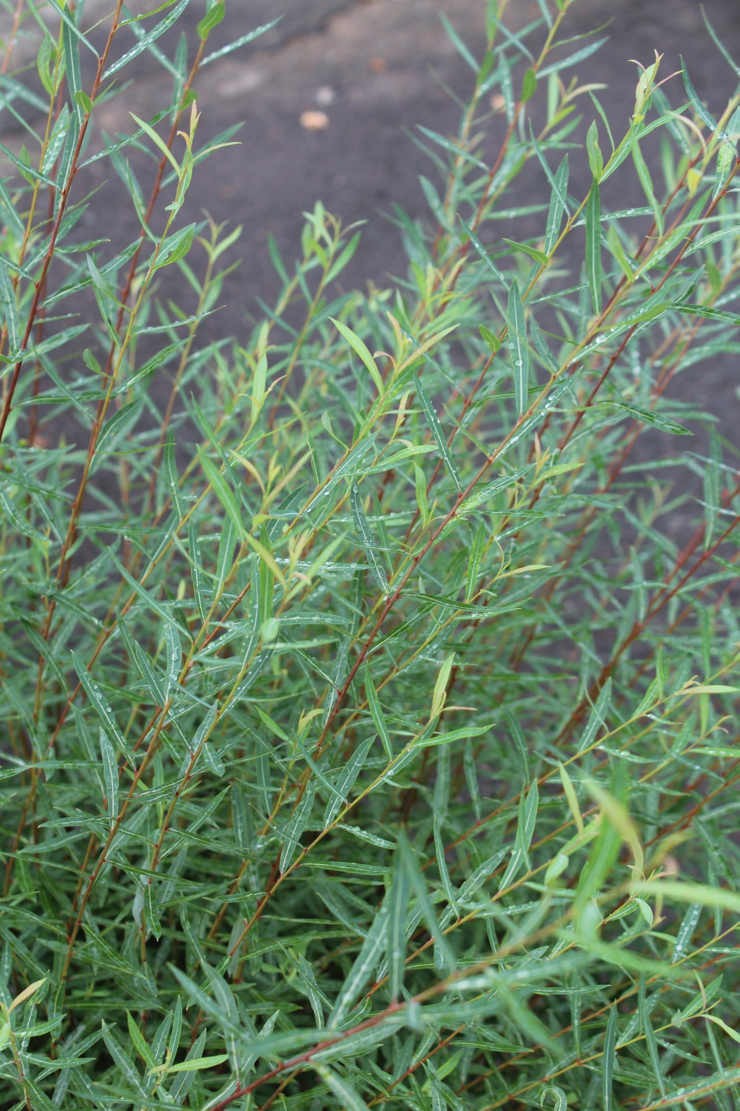 Salix purpurea Nana 3g