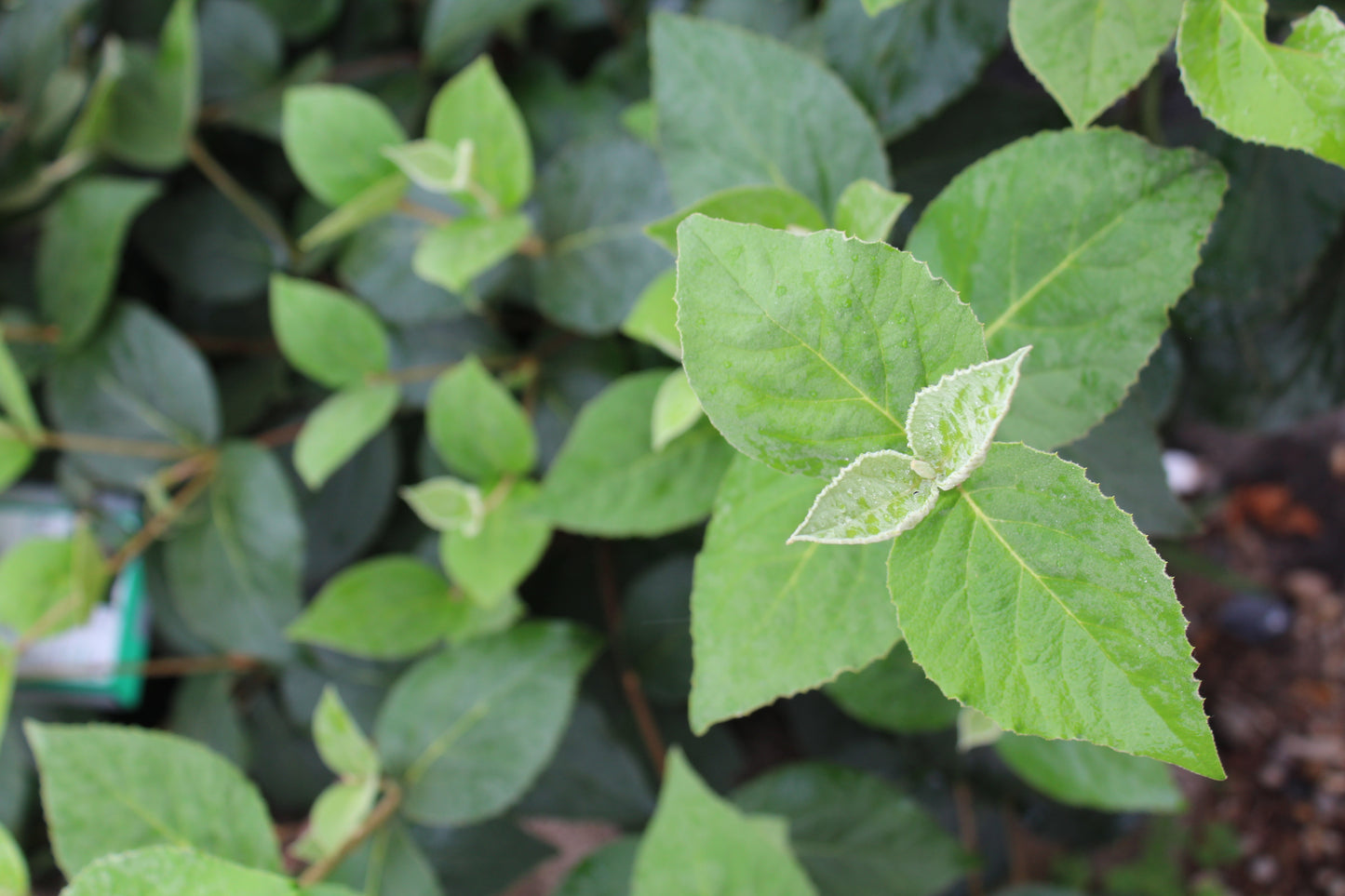 Viburnum Carlesii 3g