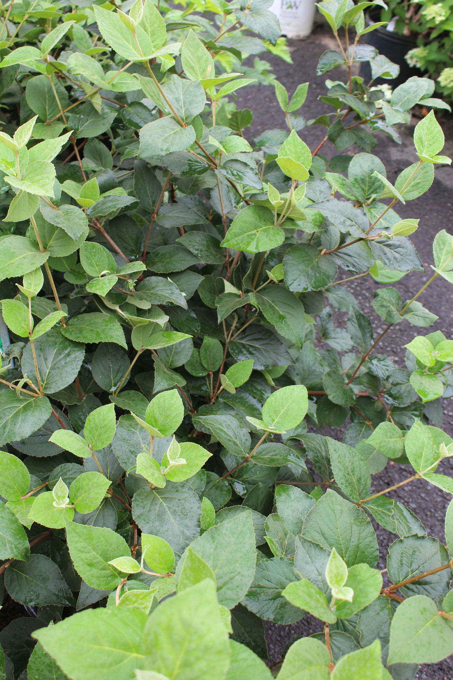 Viburnum Carlesii 3g