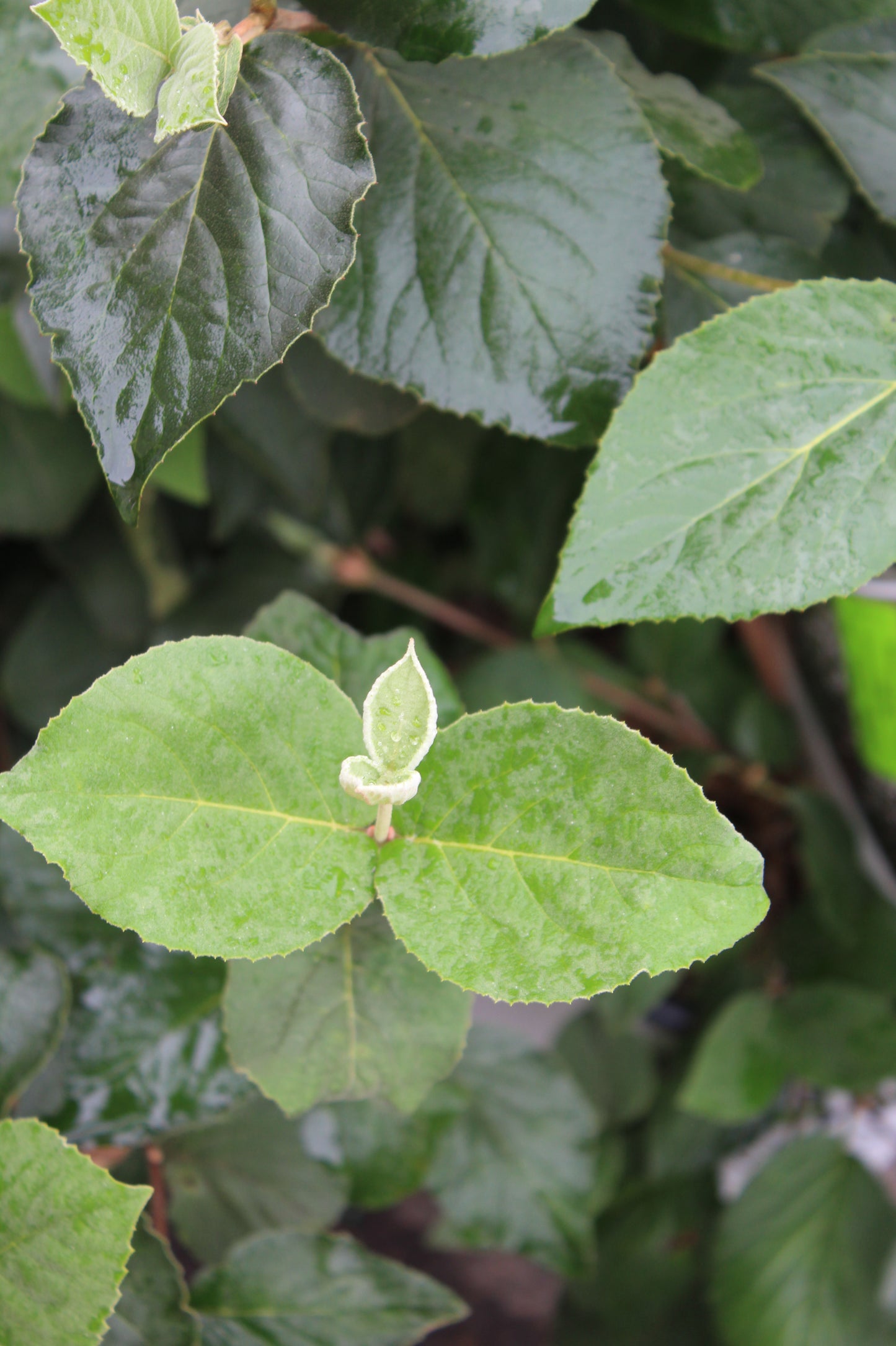 Viburnum Carlesii 3g