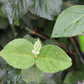 VIBURNUM CARLESII 3g