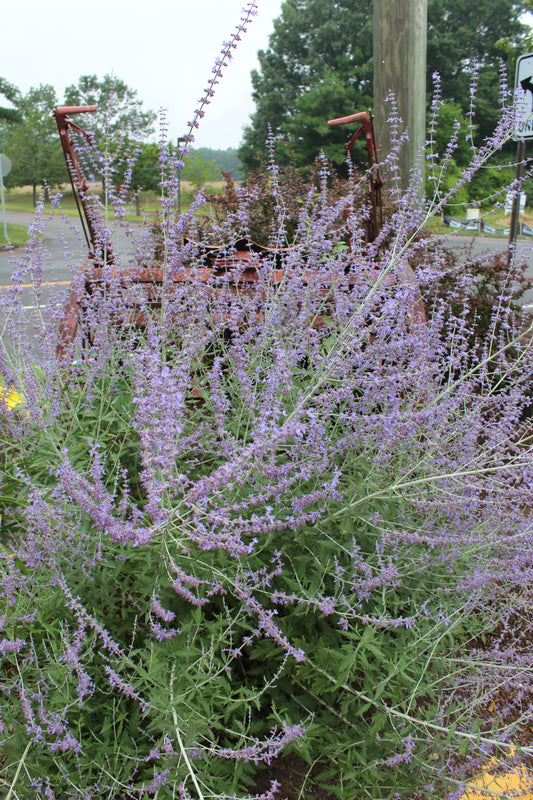 Perovskia atriplicifolia 1g