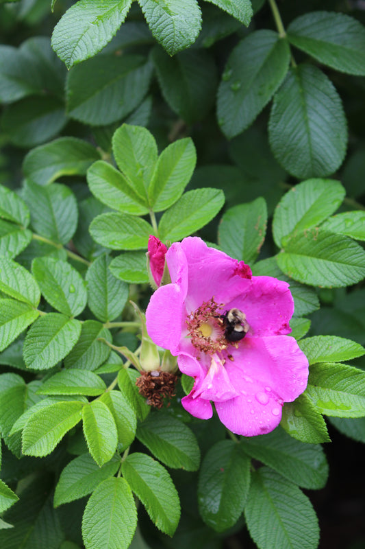 ROSA RUGOSA ,2